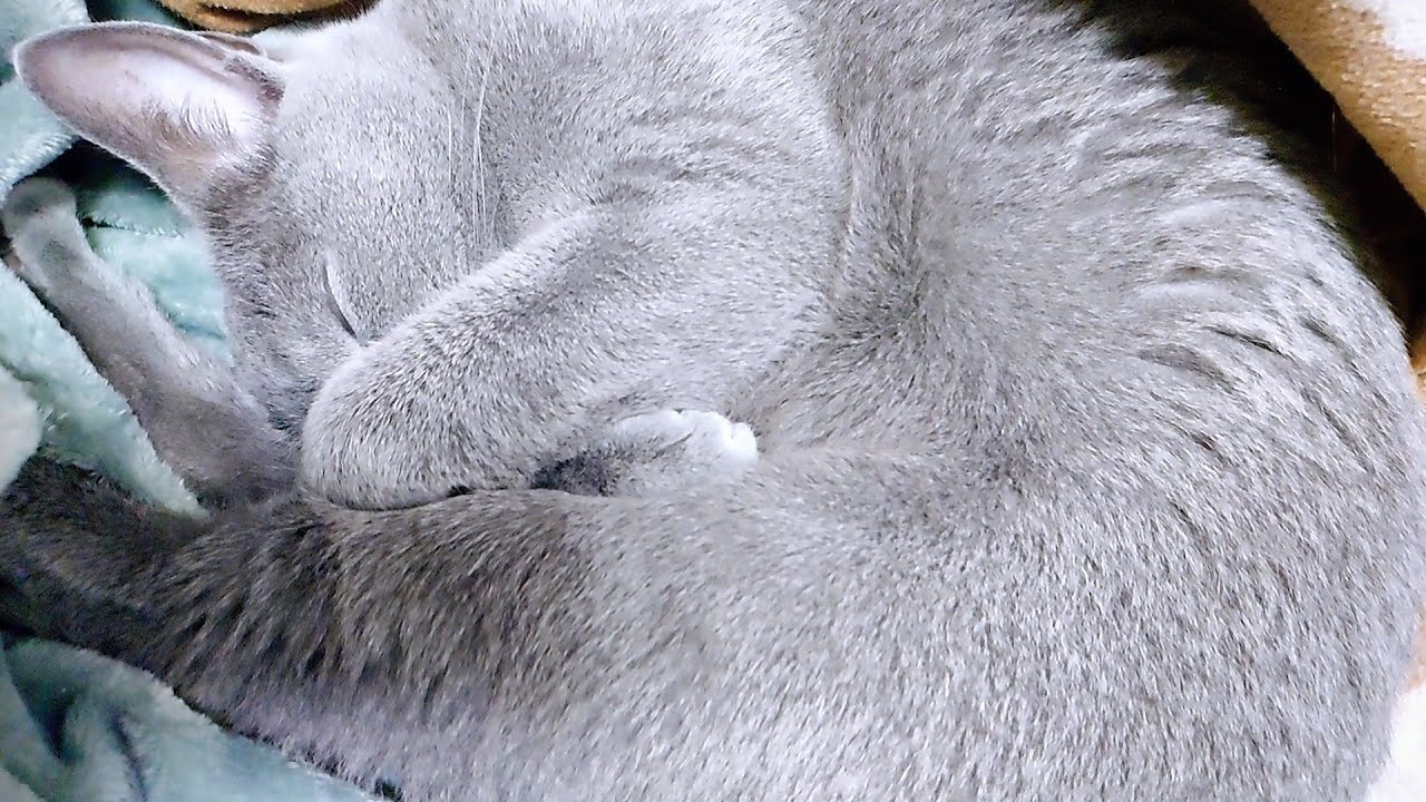 【猫動画】お気に入りの場所で寝たくて嫁に圧をかけるロシアンブルー【russianbule】Russian blue who wants to sleep in his favorite place
