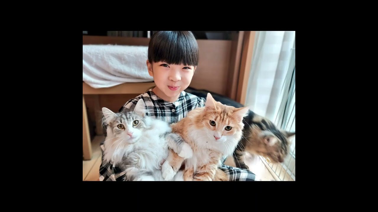 2023年猫軍団をありがとうございました。2024年もよろしくお願いいたします！　#猫軍団 #ノルウェージャンフォレストキャット #サイベリアン #ラグドール
