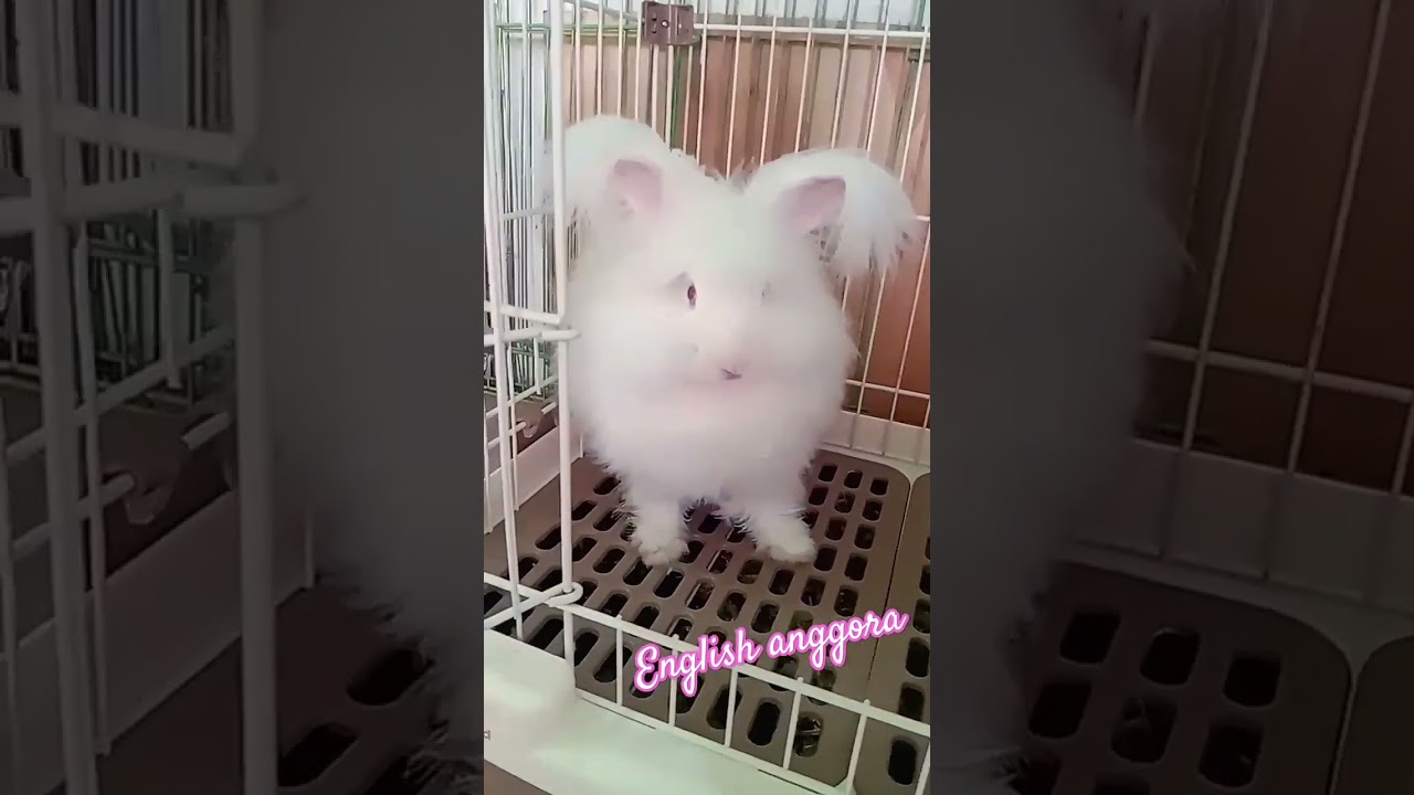 kelinci english anggora #shortsvideo #fyp#animals