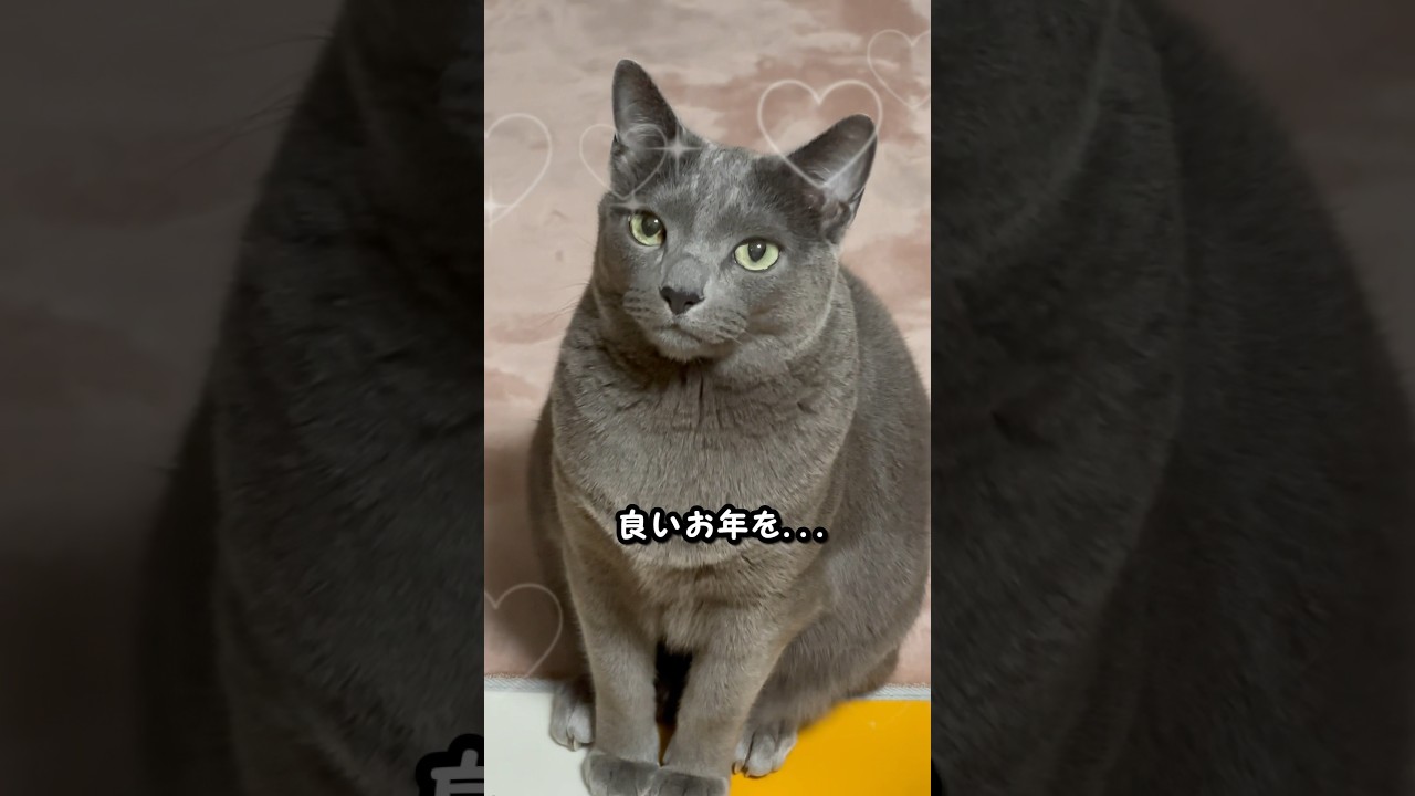 【ロシアンブルー】めろん、今年最後のベル押し🛎️とおねだり😊来年もよろしくお願いします🥰【猫】#shorts