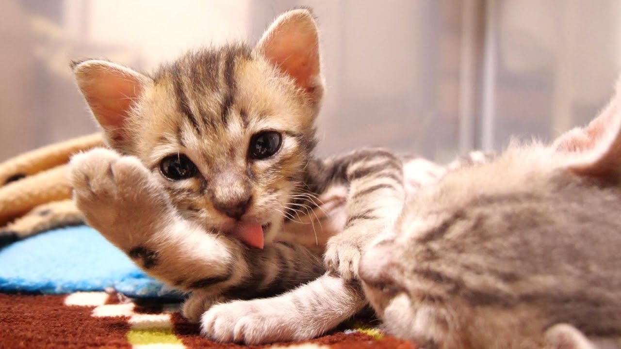 本当は眠たい子猫が、まだ遊び足りないよとアピールするもいつの間にか眠ってしまう。【赤ちゃん猫　保護猫】