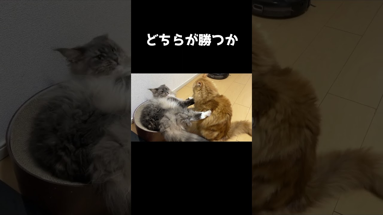 猫のじゃれあい #shorts #サイベリアン #メインクーン