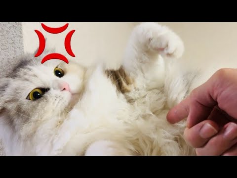 もふもふを見ていたら指を入れたくなった飼い主の末路…💔【スコティッシュフォールド】