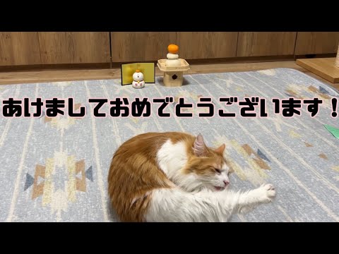 2024年！あけましておめでとうございますな猫【マリー（メインクーン）】