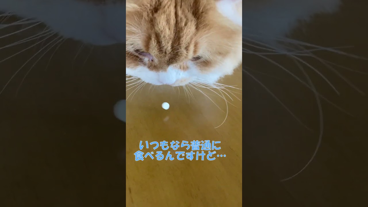 薬を食べなくなりました #shorts  #猫 #アメリカンカール #cat