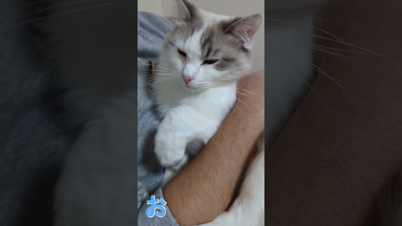 うちのラグドール、抱っこが好きすぎる!! #ragdoll #ねこ #ラグドール#ブルーポイントバイカラー #天使の寝顔
