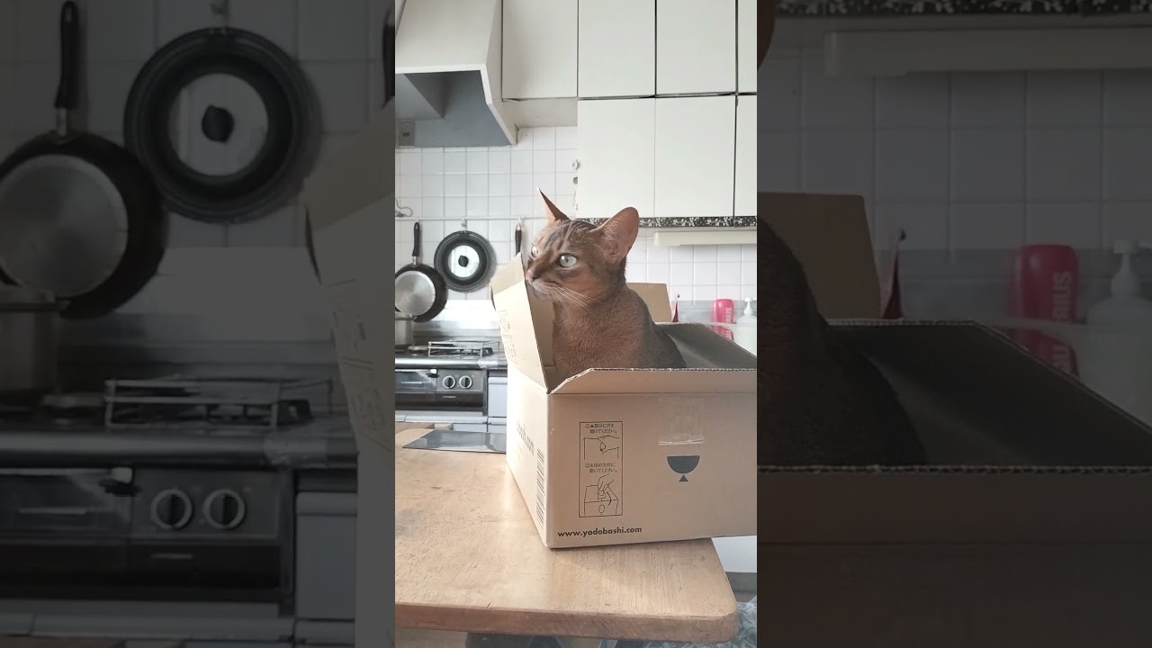 ネコ動画あび#2795　#shorts　#あび #ねこ #ネコのあび #猫動画