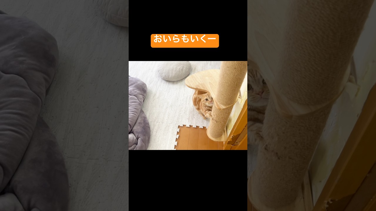 呼ばれると返事してトコトコついてくる猫 #猫 #マンチカン #shorts