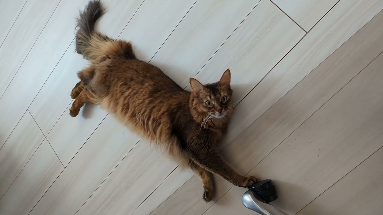 【714日目】キャスターにタッチ #ソマリ #cat