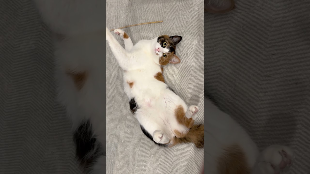1年の終わりに何かを伝えたくなった三毛猫からの挨拶です。 #shorts  #猫 #cat #保護猫