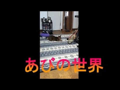 ネコ動画あび＃2724　あびの毎日　アビシニアン　あび