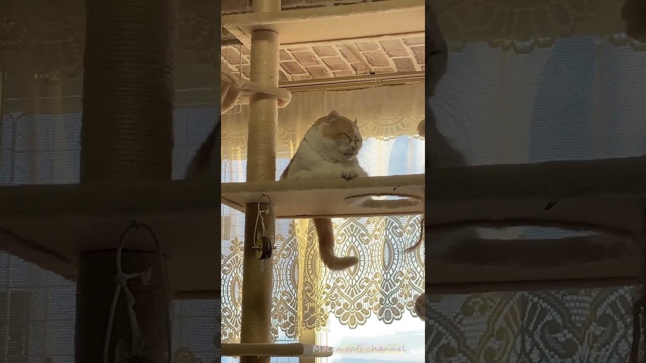 寝ながらしっぽフリフリ #shorts  #猫 #アメリカンカール #cat