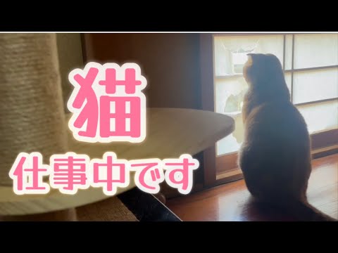 猫の熱い挑戦！障子破りと真剣なニャルソック！！【スコティッシュフォールド】
