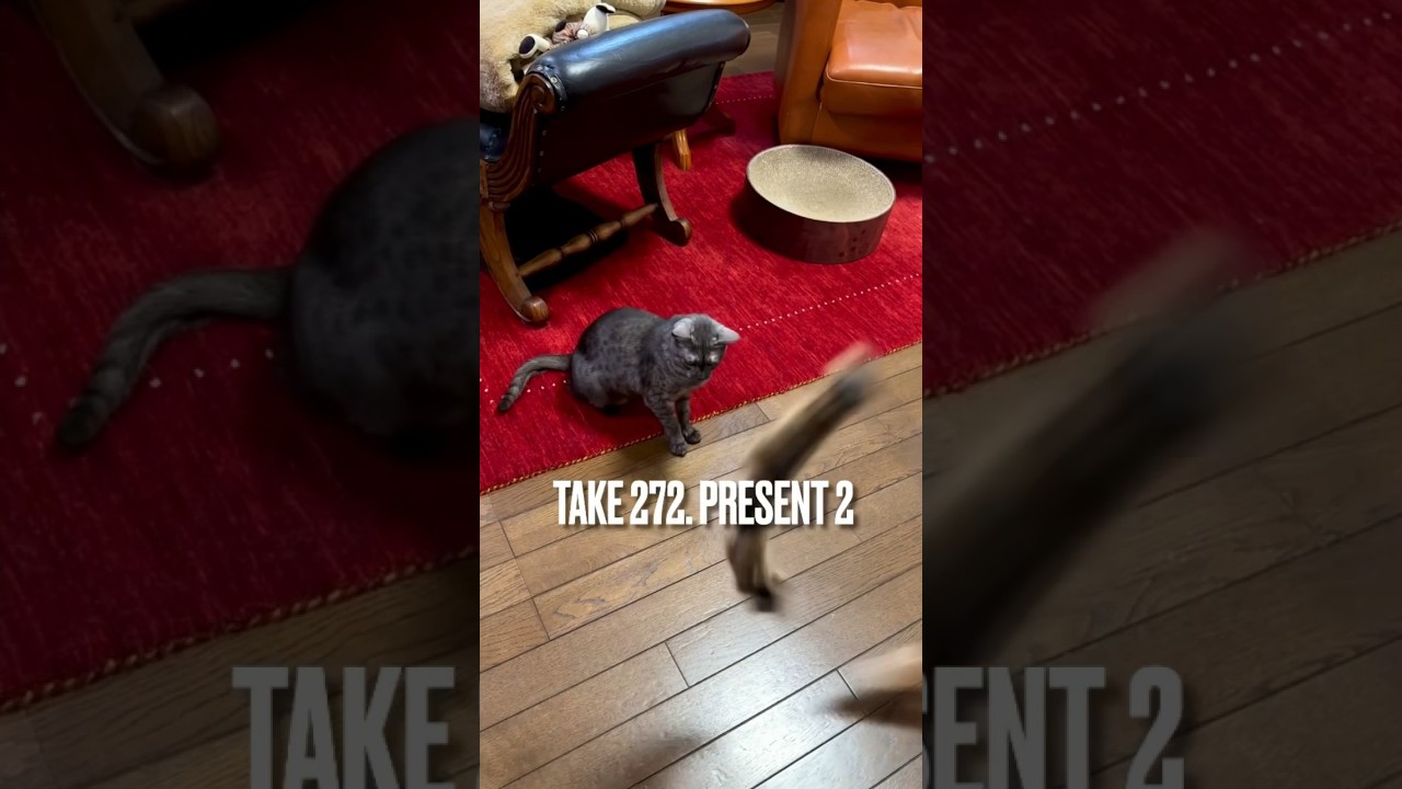 すすにも#サンタさん 来たにゃ❗️新しい#猫じゃらし に#大興奮 にゃ‼️#ねこのきもち #エジプシャンマウ #やっぱり猫が好き #egyptianmau #shorts