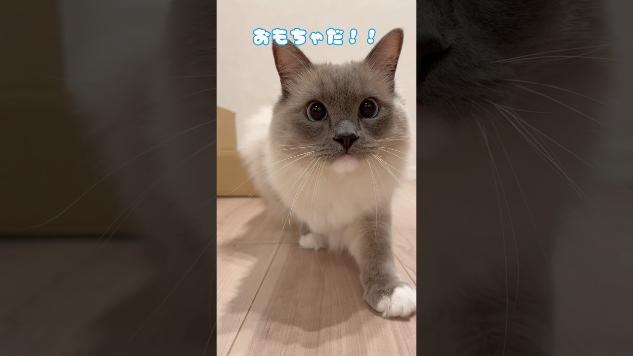 【急接近ねこ】#ねこ #ラグドール #猫 #cat #고양이 #ragdollcat  #猫動画 #癒し #ねこ動画  #shorts  #おもしろ動画 #かわいい猫 #大型猫 #cats