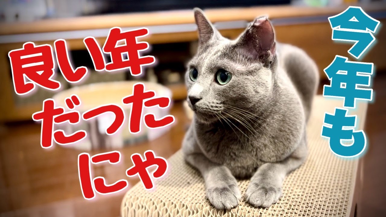ロシアンブルー | 2023年のお勧め動画5選 ~ 猫カフェ,ボイスレスキャット etc.[Russian Blue cat Kotetsu] 5 masterpiece videos of 2023