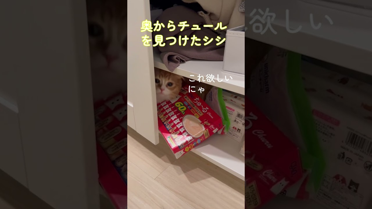 【サイベリアンの子猫】奥からチュールを見つけたシシ #cat #siberian #ねこ #siberiancat #サイベリアン #short #shorts