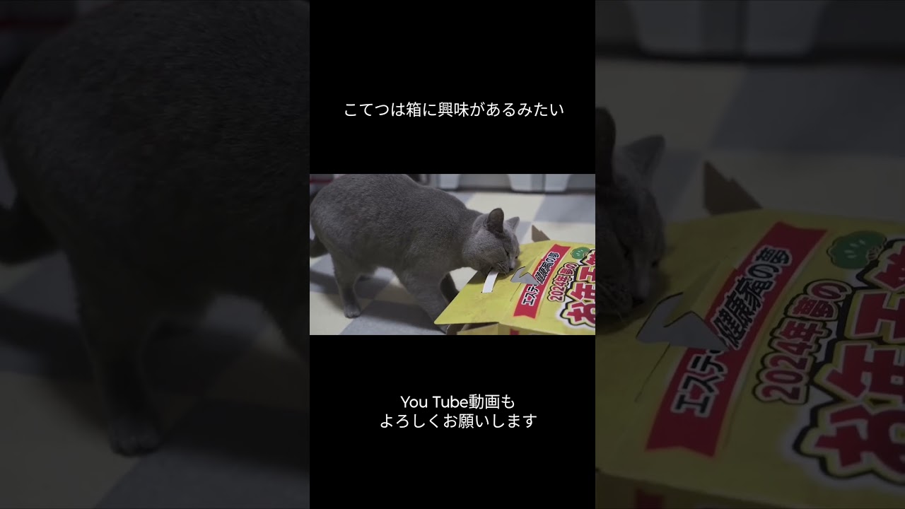 ヨドバシカメラの福袋を一緒に開封する猫のこてつ(Kotetsu the cat opens a Yodobashi Camera lucky bag together.)