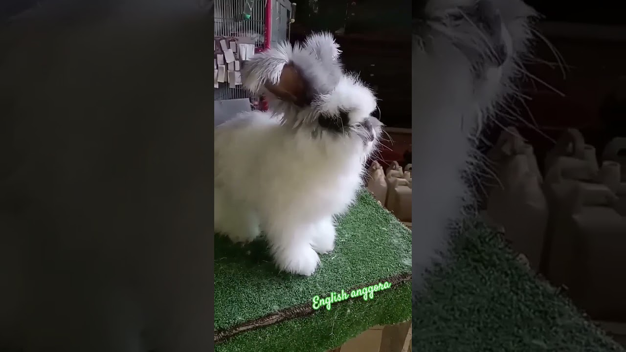 kelinci anggora lucu #shortsvideo #fypシ #fyp #animals