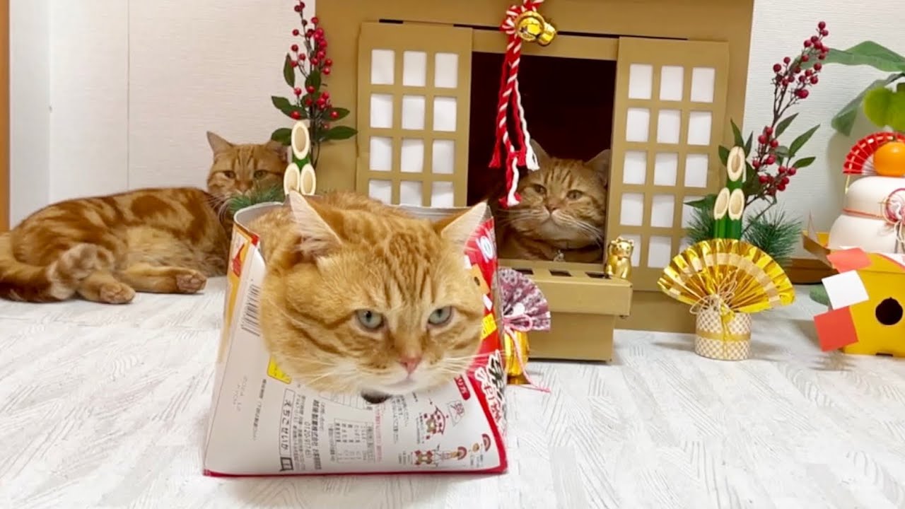 参拝客が全然いないねこもふ神社 #猫 #マンチカン