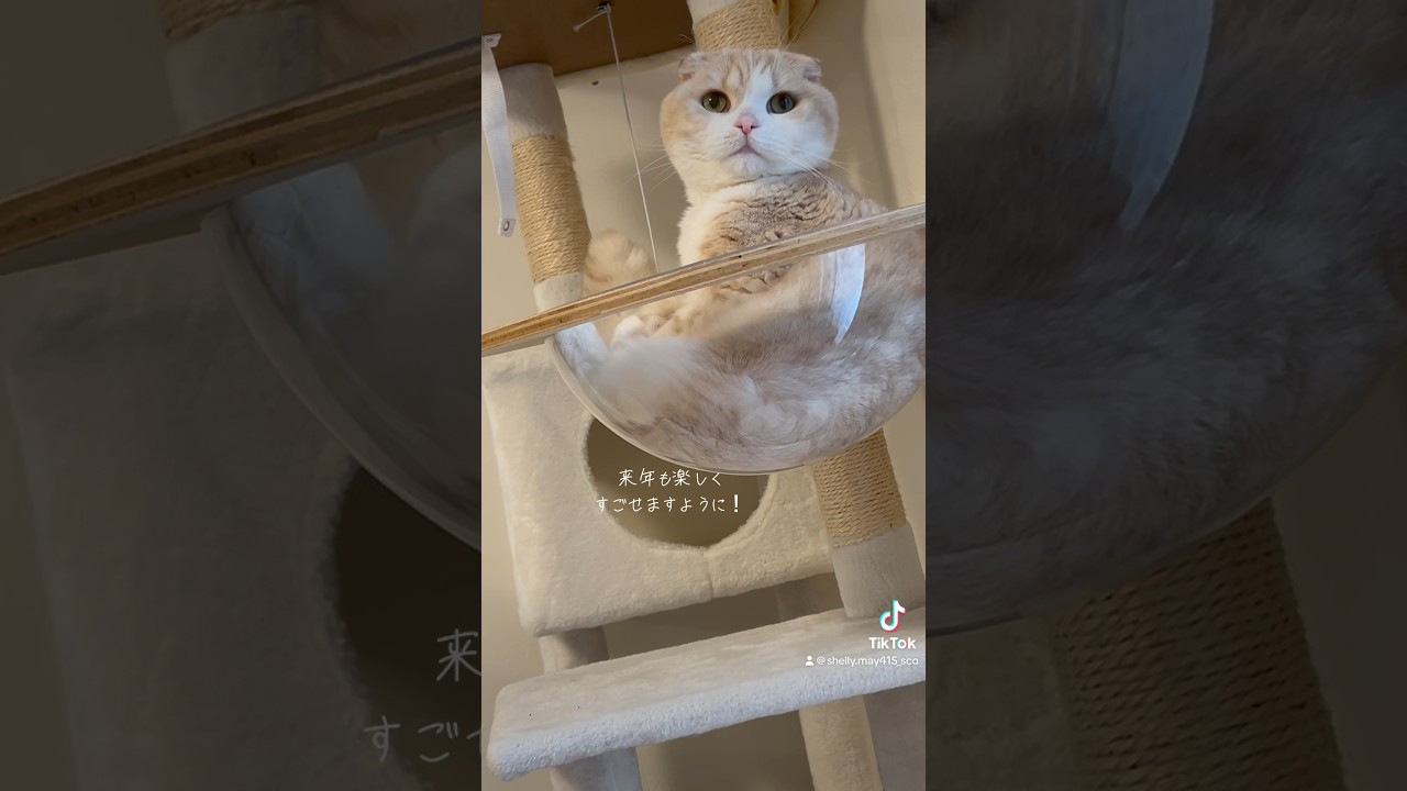 🐰♡🐲 #スコティッシュフォールド #猫