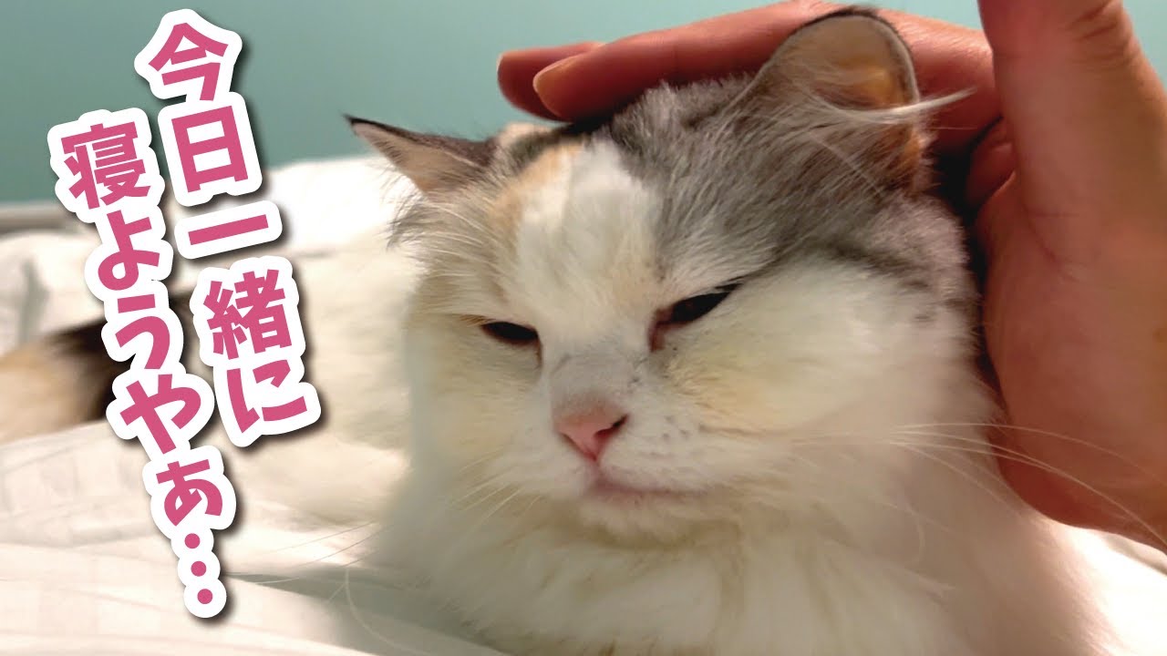 【大問題】つくしが違う猫と入れ替わってしまったかもしれません…【関西弁でしゃべる猫】【猫アテレコ】