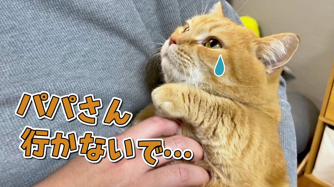 甘えん坊と寂しがりやの猫を置いて帰省するのは大変です…