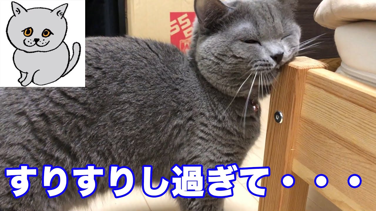 【高画質版】【猫】すりすりし過ぎて・・・【ブリティッシュショートヘア】