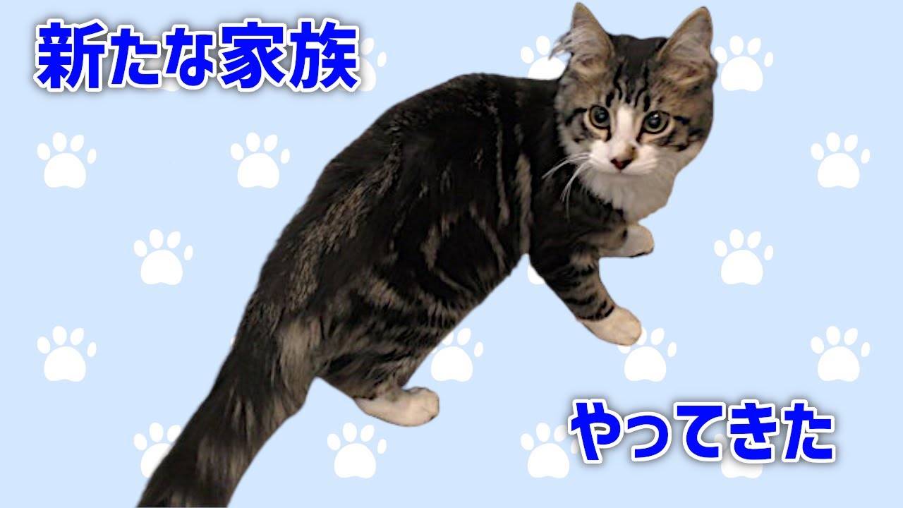 イケメン猫をお迎えしました