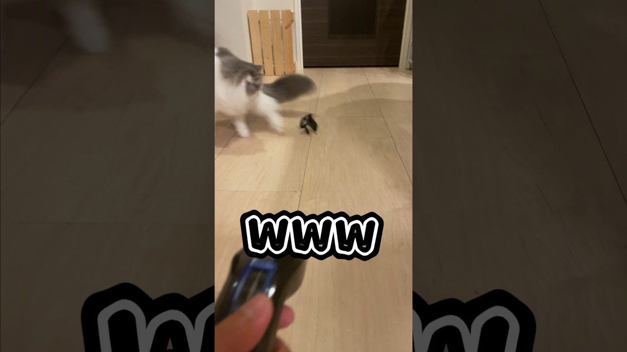 バリカンを何だと思ってるの😂#cat #ragamuffin #ねこ #ラガマフィン #バリカン #shorts