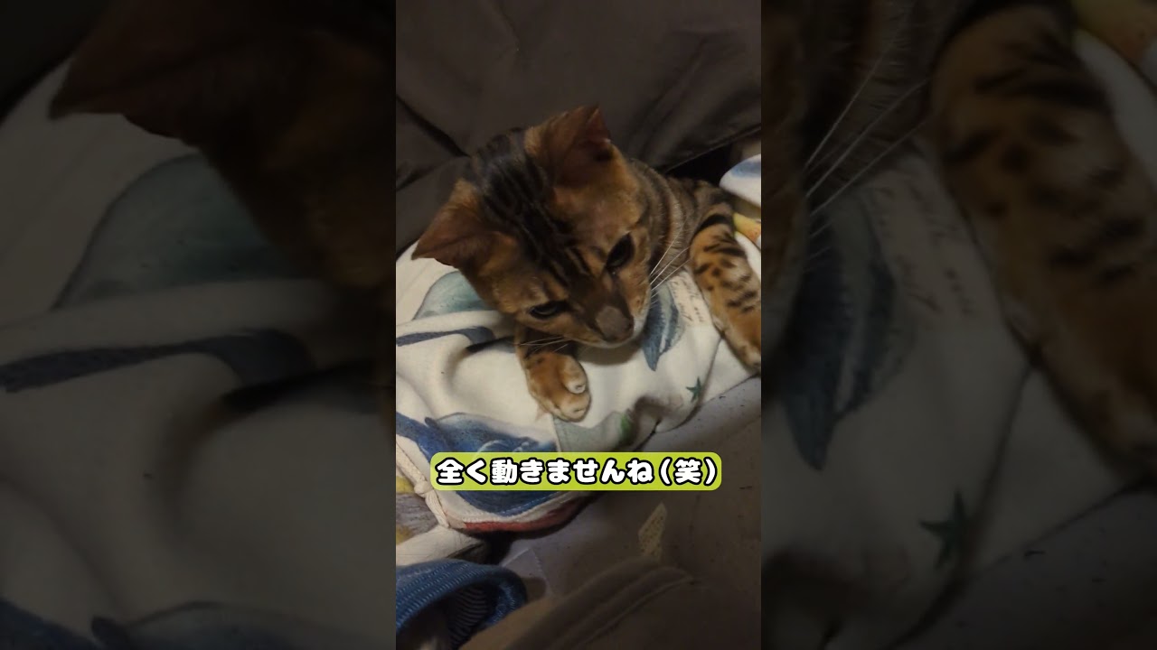 【猫】腕枕 #cat #kawaii #ベンガル #朝まで #この体勢 #ちょっと辛い笑