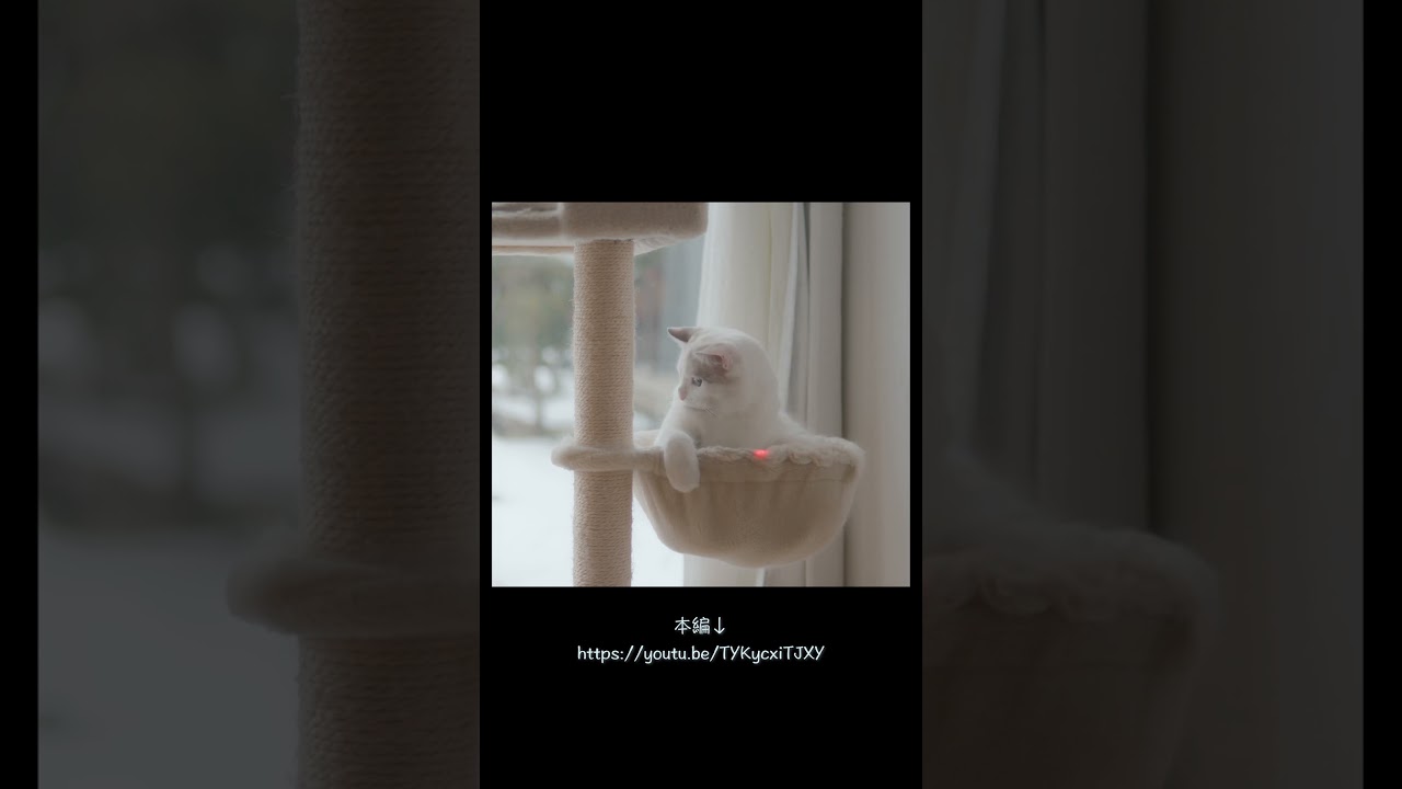 首を傾げる仕草が可愛いラグドール　#猫 #ラグドール #ragdollcat
