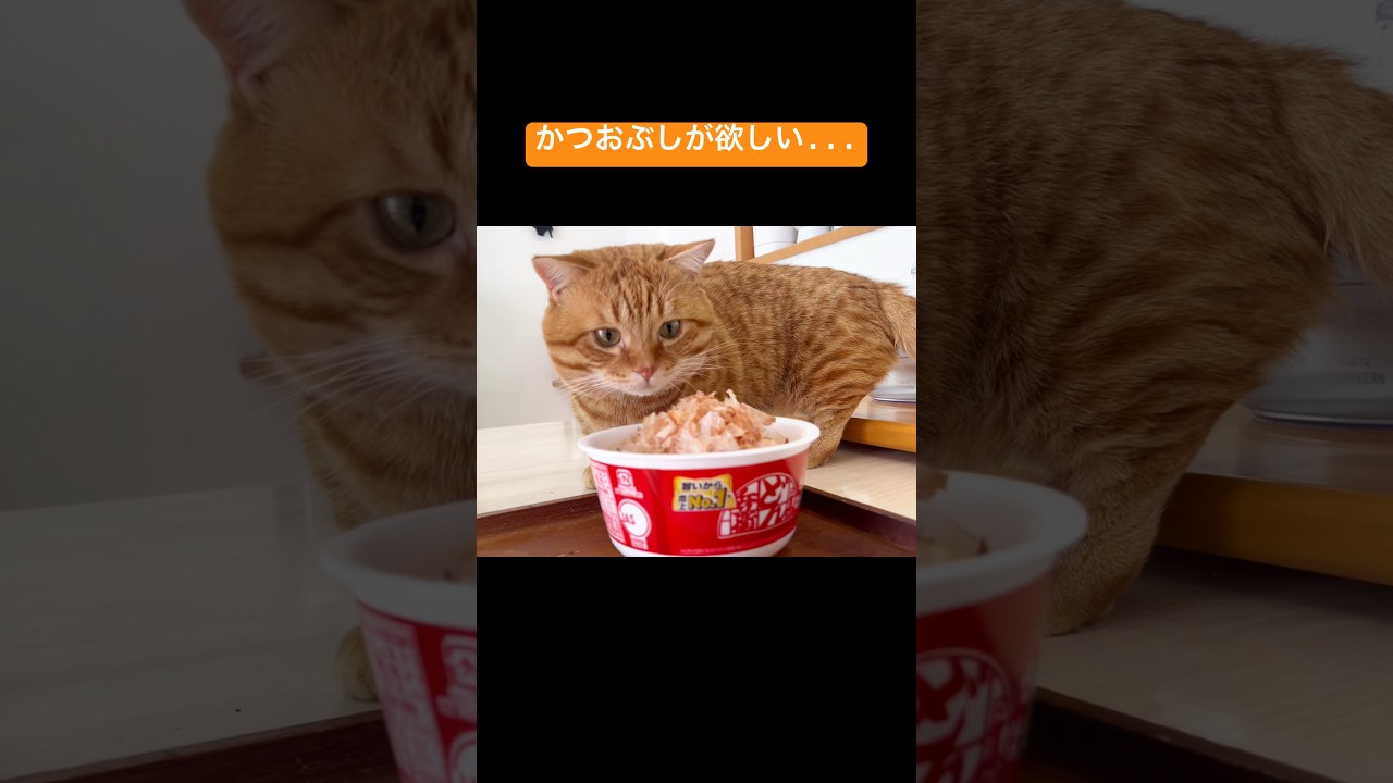 かつおぶしが欲しい... #猫 #マンチカン #アメリカンショートヘア