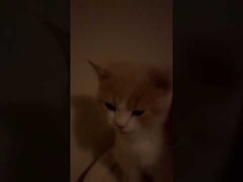 おやすみな子猫#子猫 #cat #かわいい #スコティッシュフォールド #かわいい子猫 #shorts