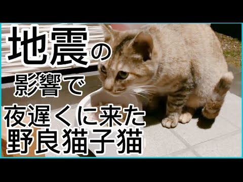 地震の影響で野良猫子猫がごはんを見合わせ遅くに来た‼︎#野良猫 #子猫