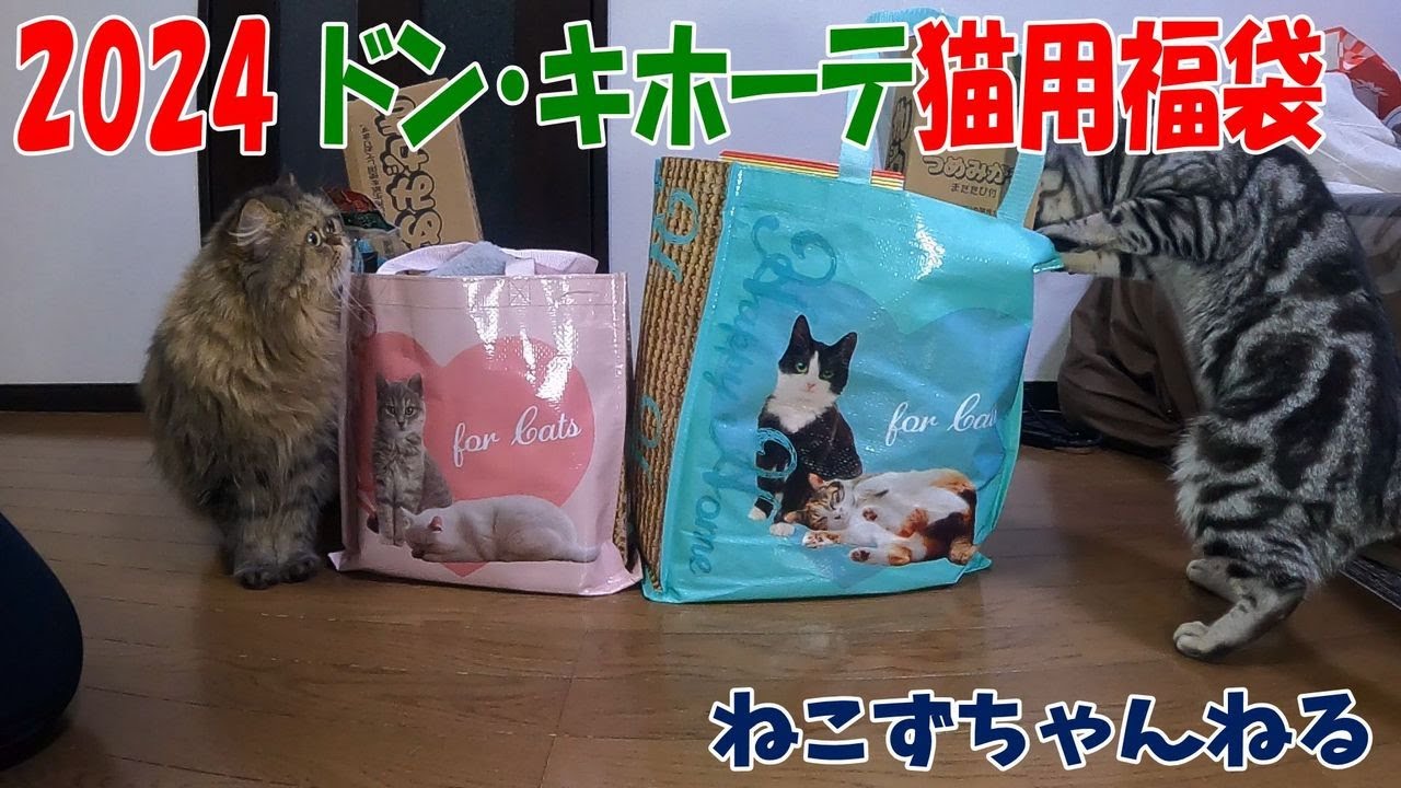 新年の福袋は、ドン・キホーテ♪　ねこずちゃんねる703 #猫 #ねこ #cat #短足 #メインクーン   #アメリカンショートヘア #スコティッシュフォールド #マンチカン