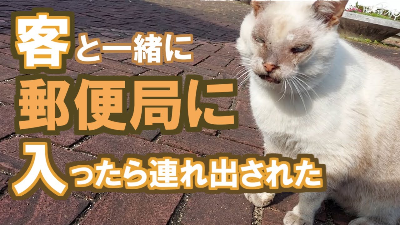 【野良猫トレスパス】ジジイ猫を郵便局から連れ出す！【生きた記録#300】