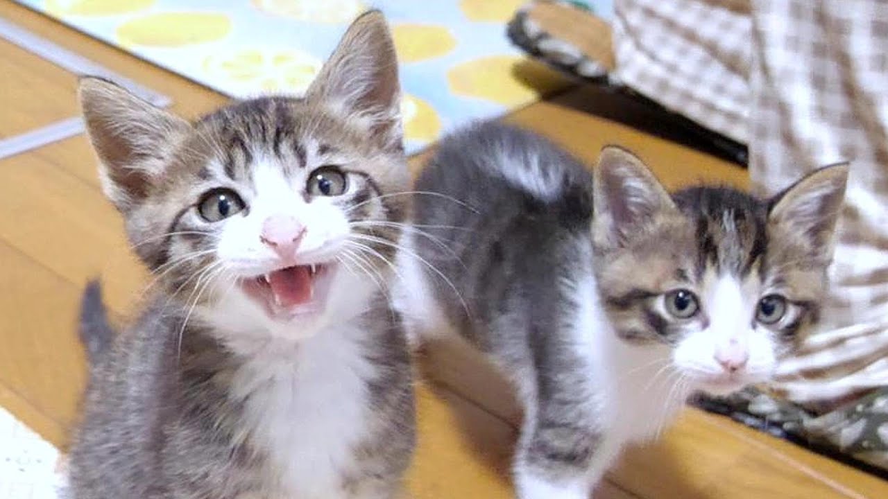 モグラたたきごっこを楽しんでる子猫達がこちらです【赤ちゃん猫　保護猫】