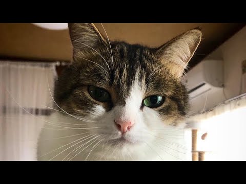 マンチカンのこたろう先生ライブ⚡️WAWACAT LIVE