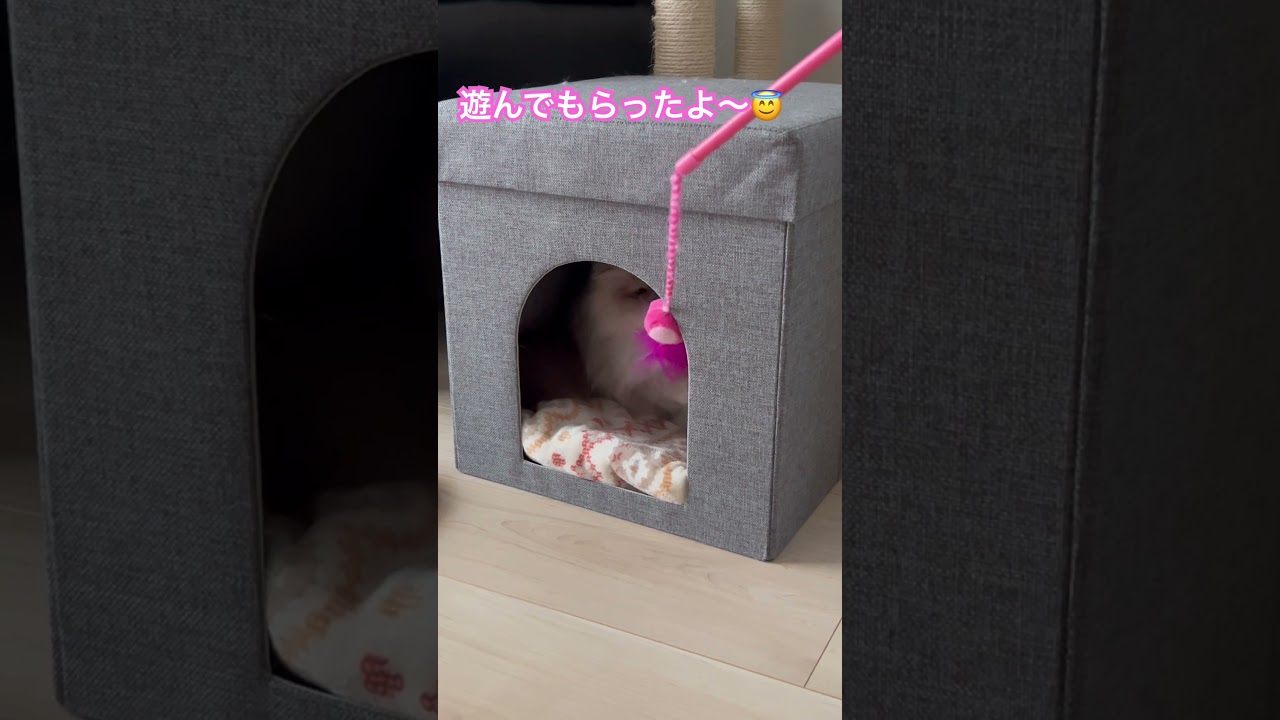 遊んでもらったマーベル🐈 #shorts  #うちのにゃんこ #ヒマラヤン #cat #かわいい #マーベル #猫