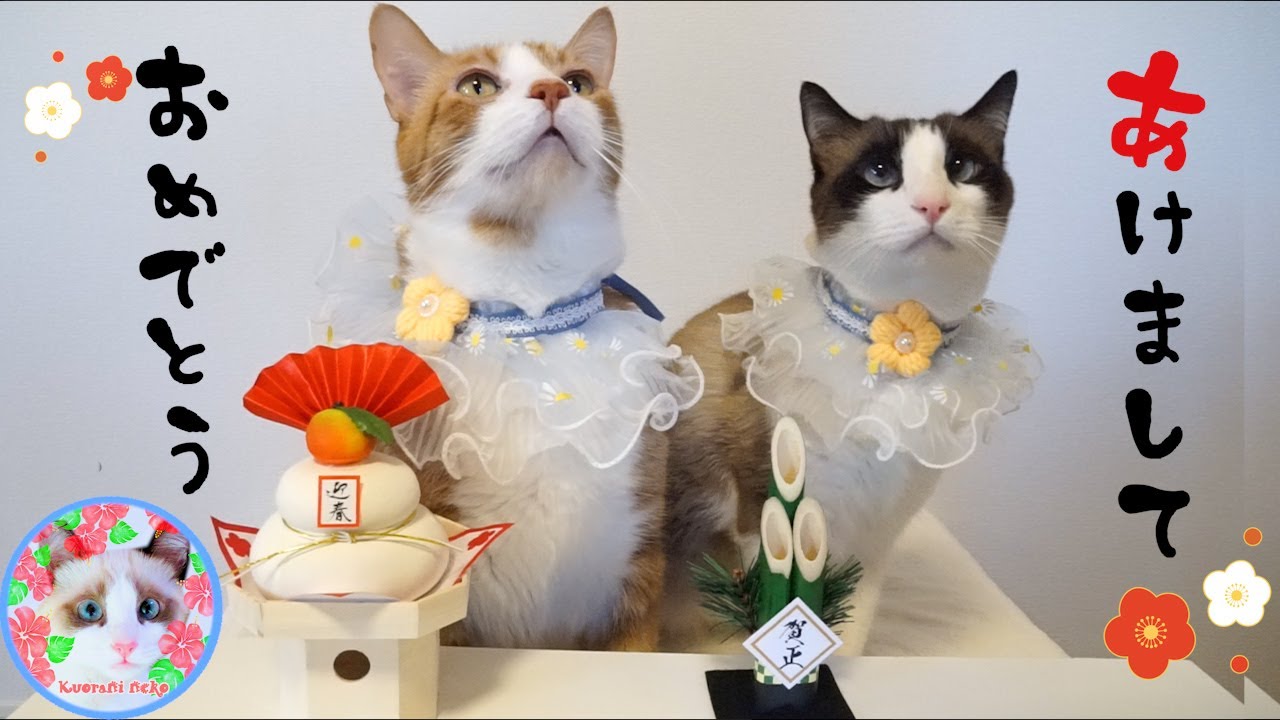 元旦から食い意地が張り過ぎている猫がいます Cat nd bell