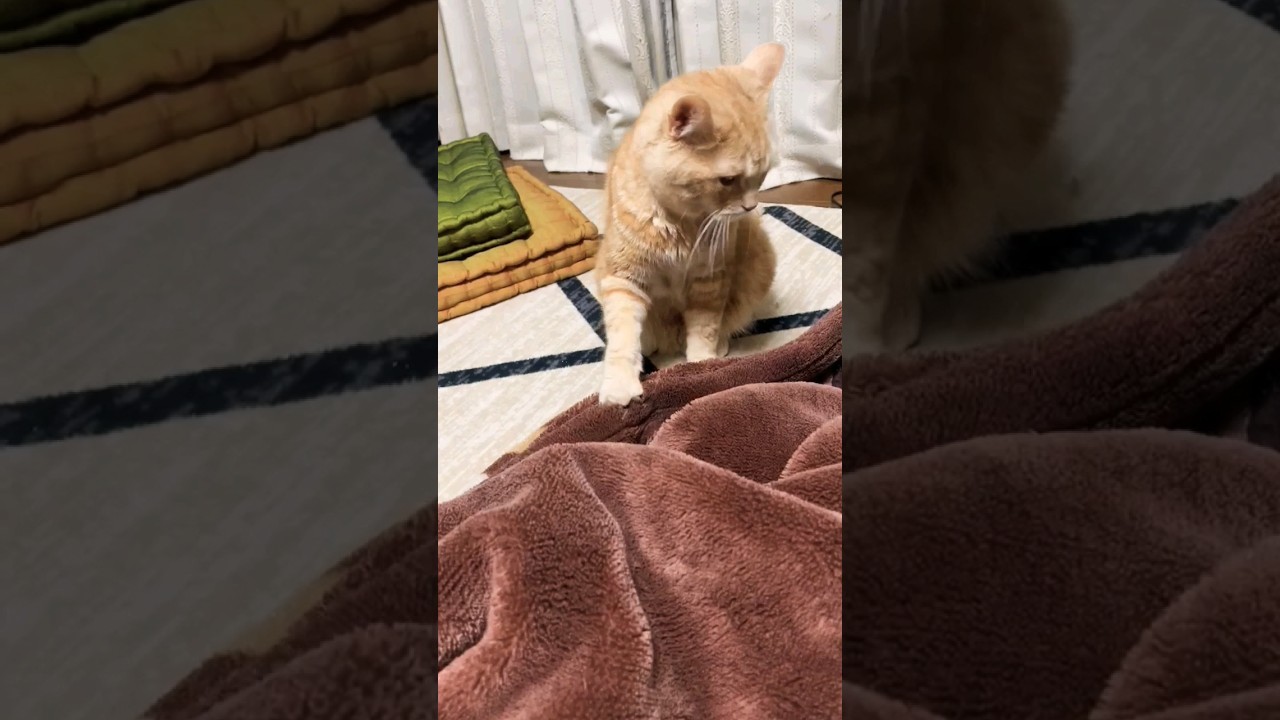 今年最後の投稿#猫 #マンチカン #shorts