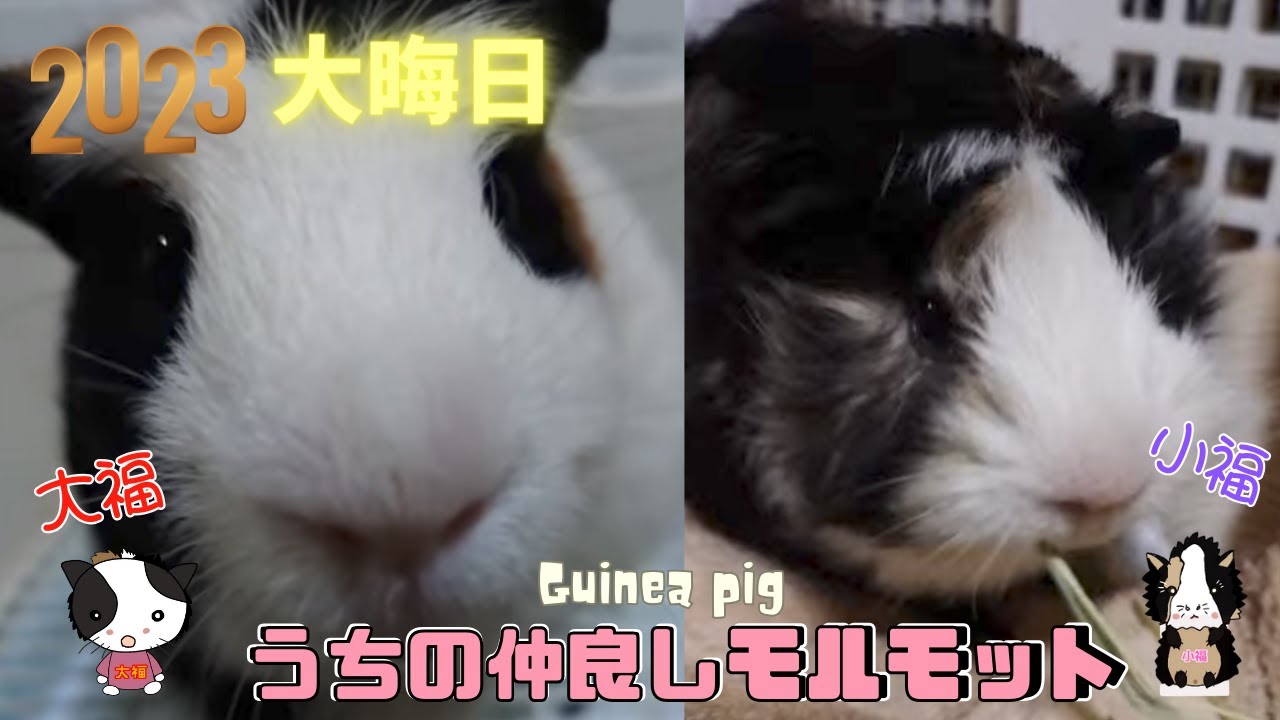 大晦日🎍うちの仲良しモルモット🐹大福＆小福
