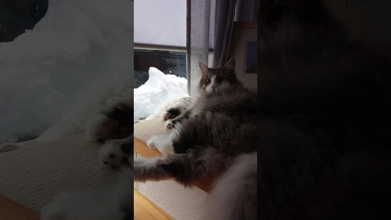 はじめての雪。#サイベリアン #siberian #cat #shorts
