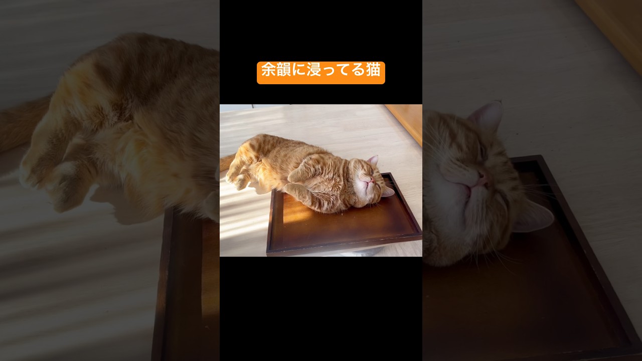 かつおぶしの余韻に浸ってる猫 #猫 #マンチカン #shorts