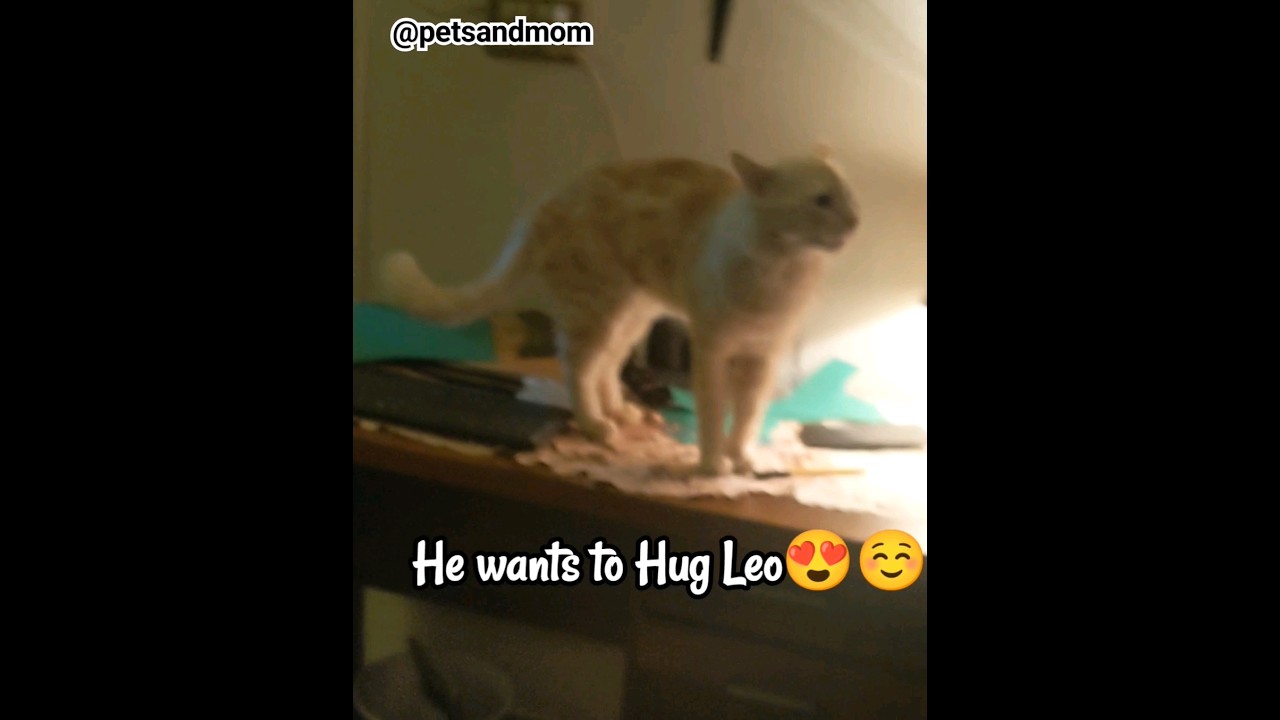 My cat attacking cockatiel Bird😅😻🕊️#shorts #shortvideo