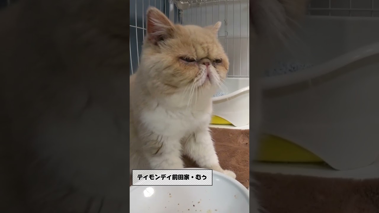 2023年保護猫預かりボランティア卒業にゃんず #cat #嗚呼みんなの動物園 #保護猫 #ねこ