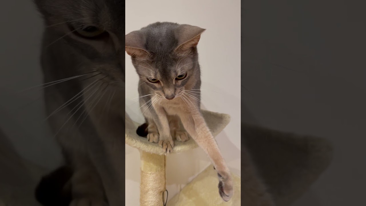 しめ縄が気になるうちの猫さん shorts #猫 #アビシニアン