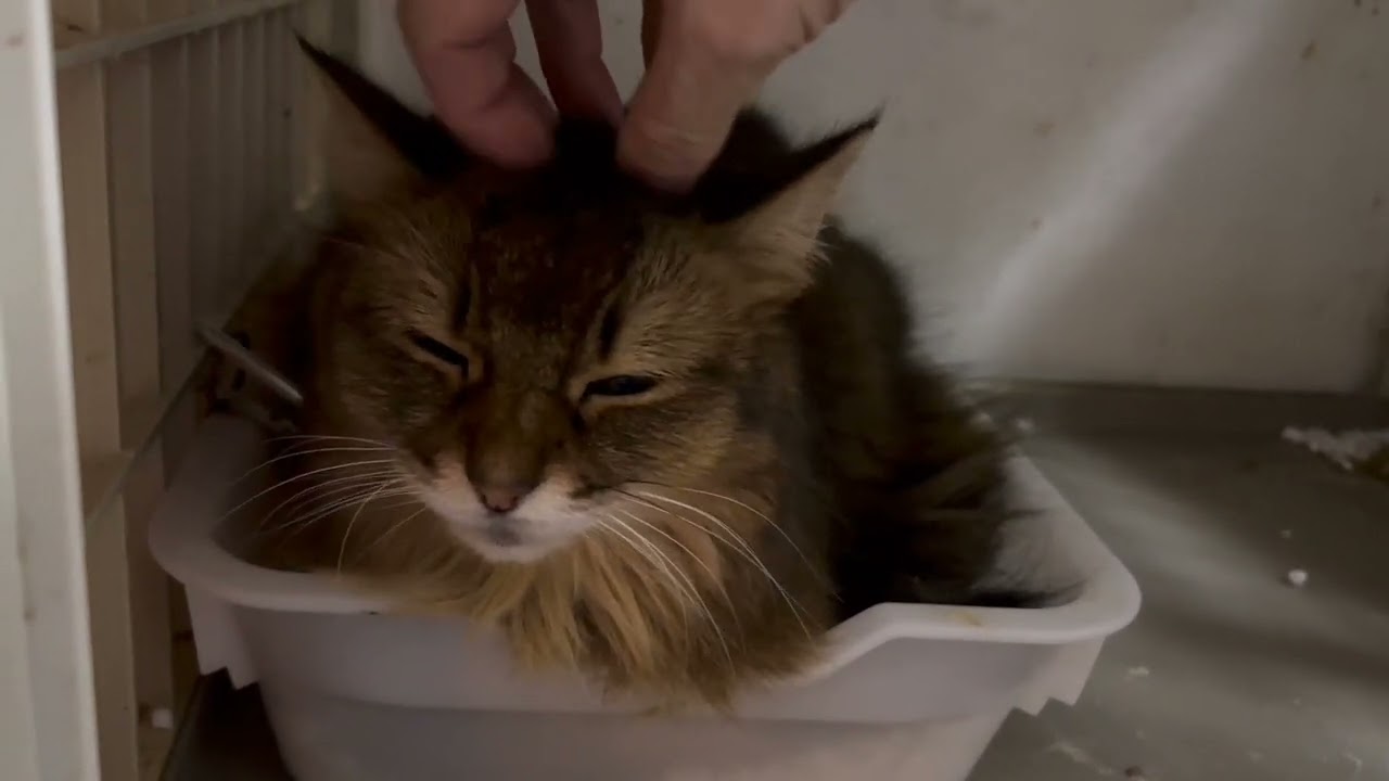 【字幕で猫紹介】怒りん坊　猫　ソマリちゃんが、だんだん人馴れしてくる様子
