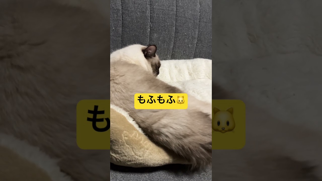 寝ている #cat #ragdoll #ねこ もふもふのラグドールのたぬきみたいな猫達 #ラグドール #猫のいる暮らし #子猫 #ラグタイム #アライグマ #保護猫 #ラガマフィン #ねこ